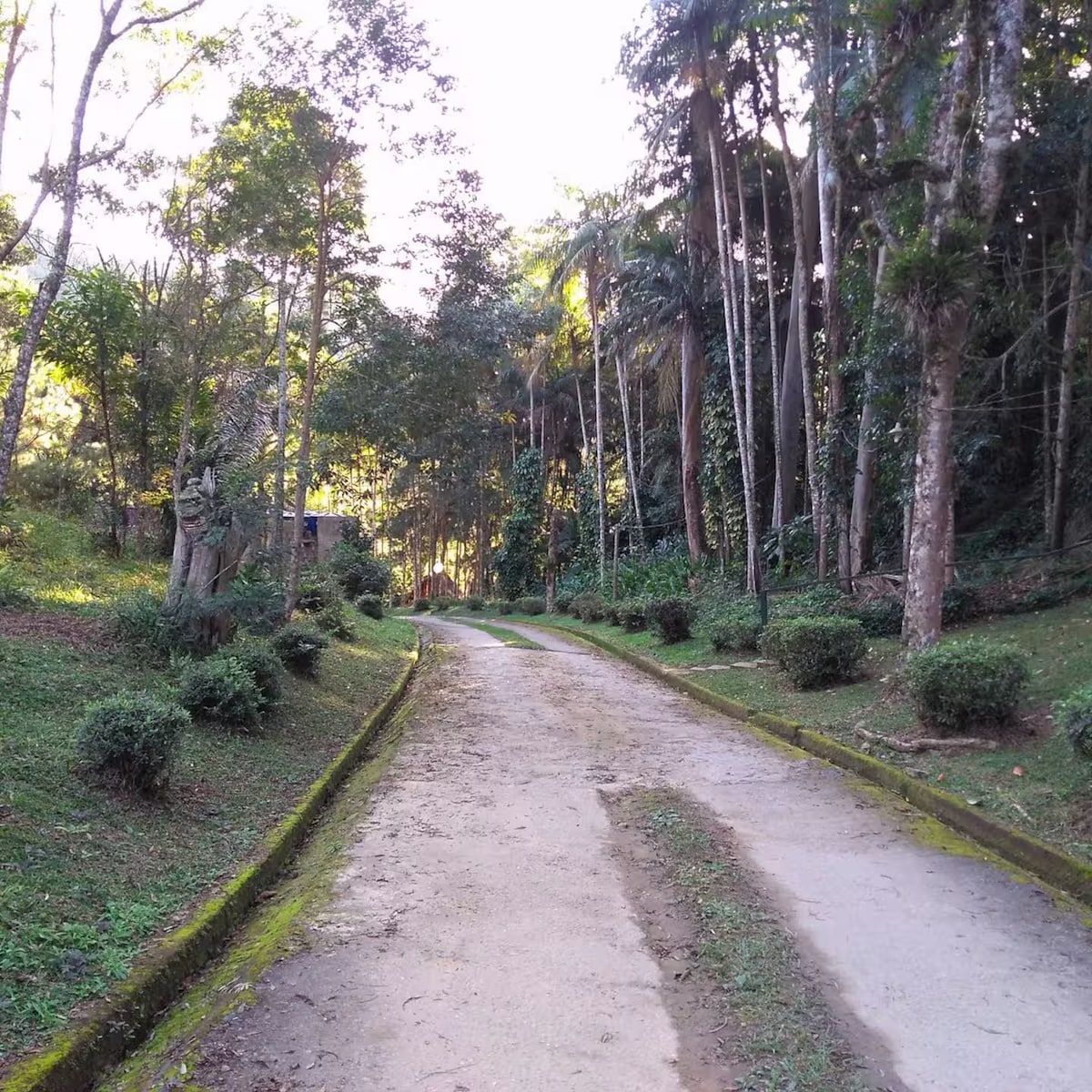 Estrada interna sombreada pela mata