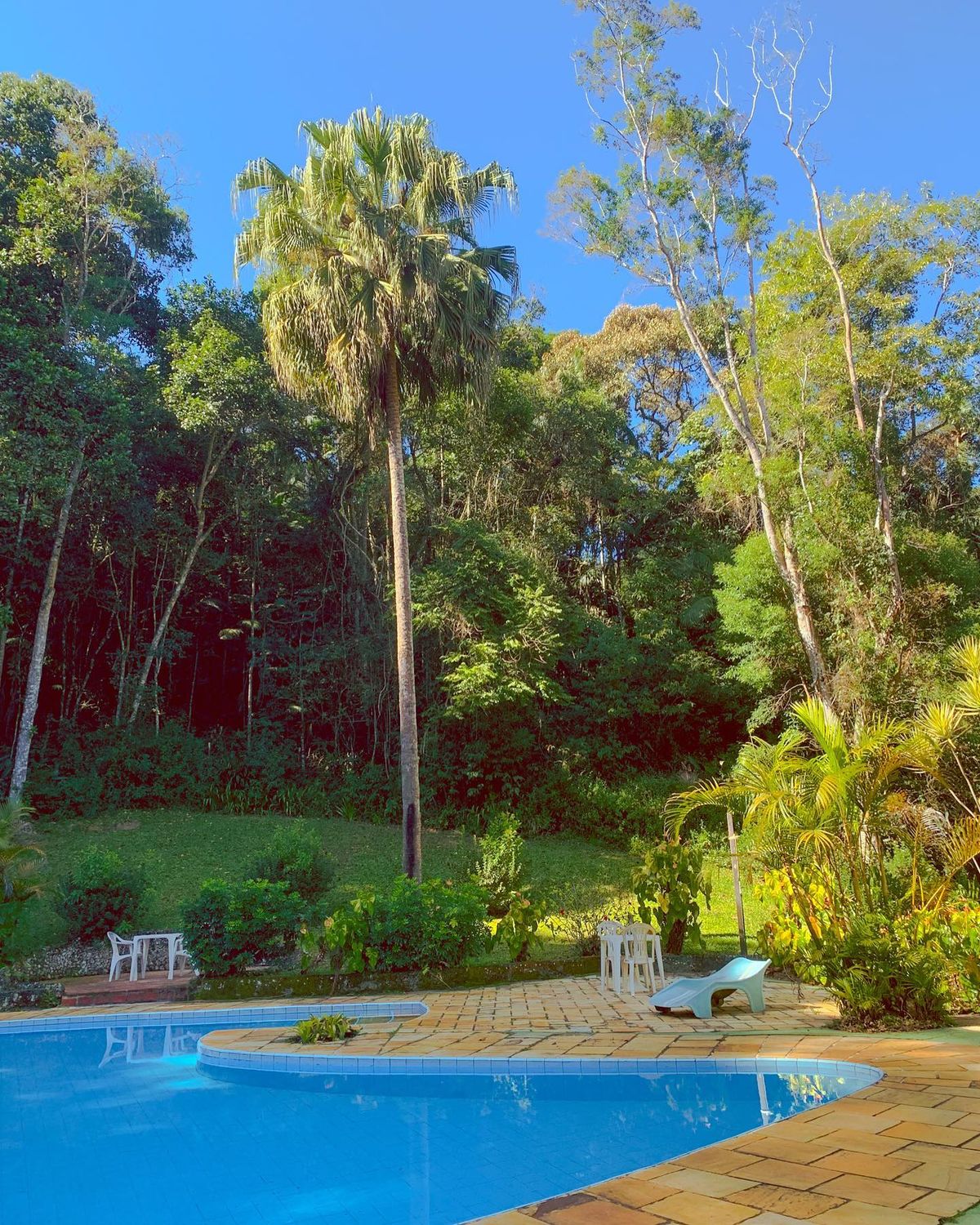 Piscina sob a palmeira, com a mata alta ao fundo